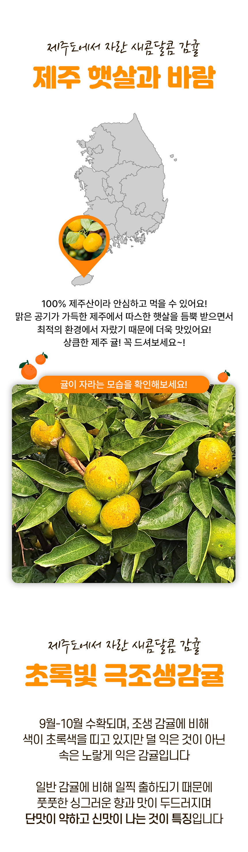 제주 서귀포 노지 감귤 극조생귤, 5kg, 1박스 상세 이미지 5