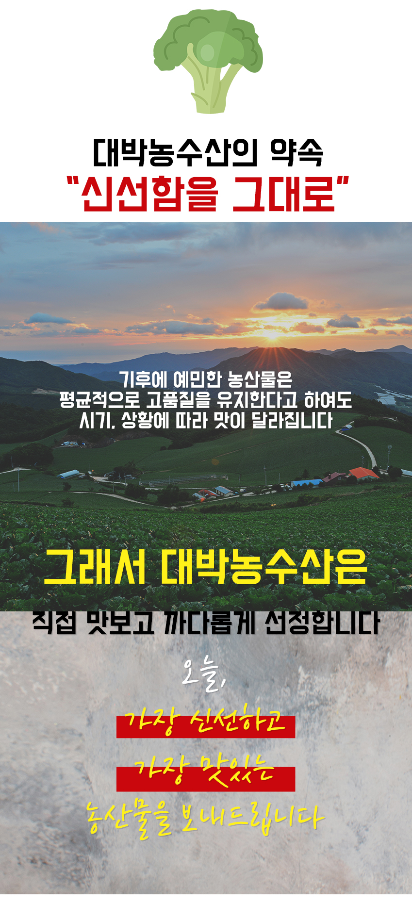 대박농수산 제주 햇 브로콜리, 특품, 1kg, 1박스
