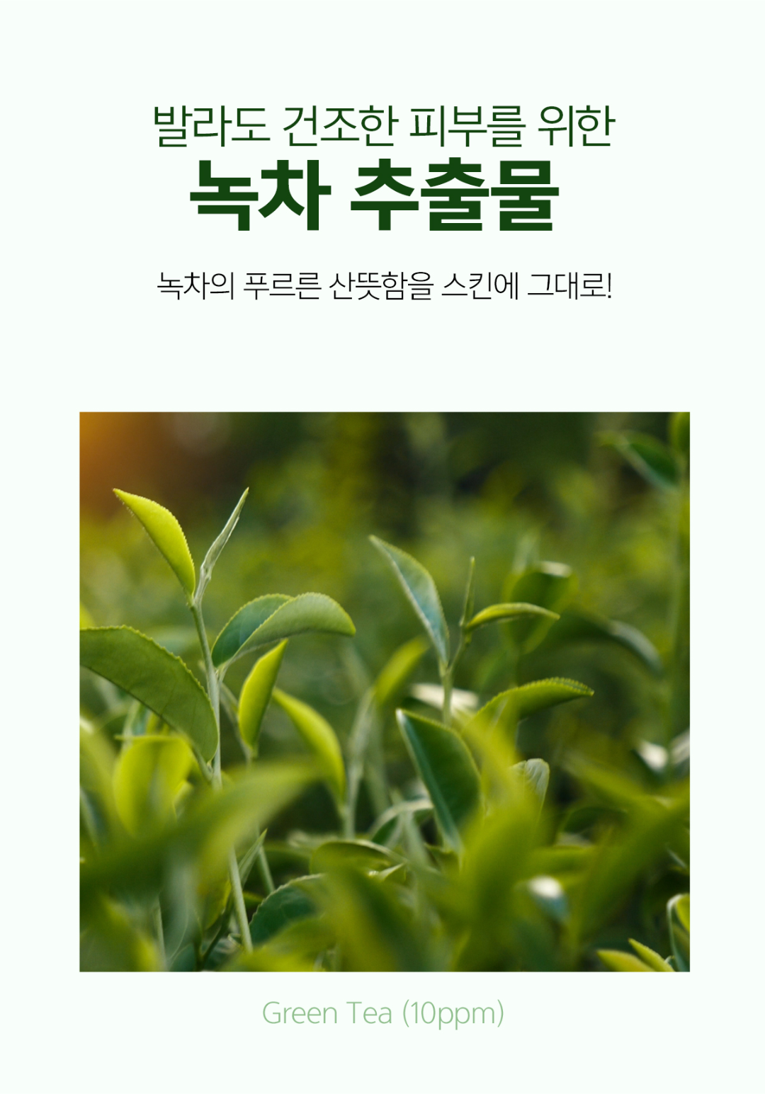 메르헨트 그린티 스킨 로션 세트, 남성용, 200ml, 1세트 상세 이미지 5
