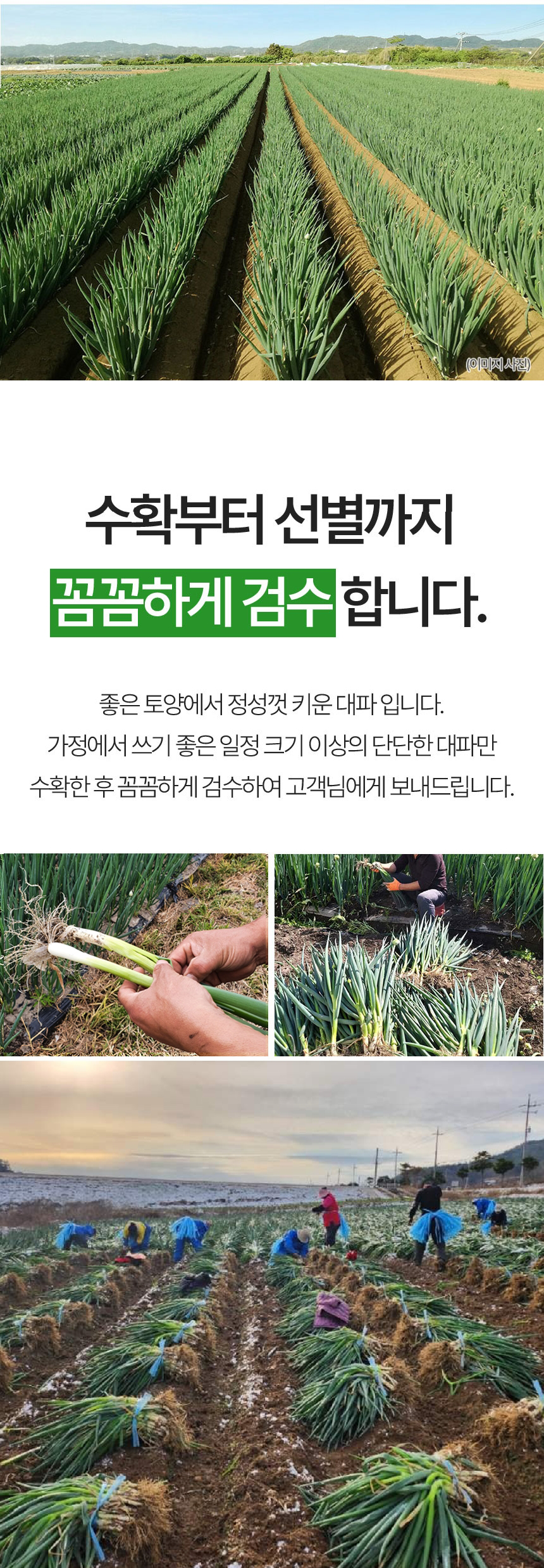 산지직송 흙대파 대파, 흙대파 2kg 상세 이미지 3