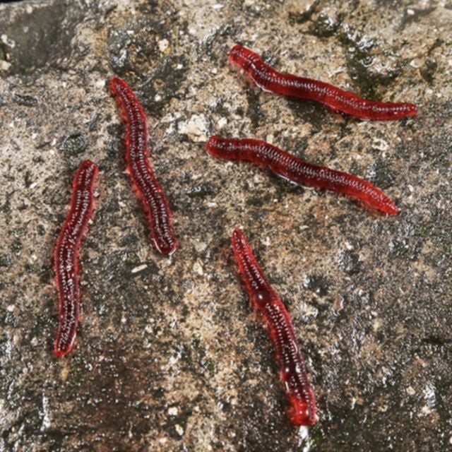 지렁이 미끼 DC004547, 1ml, 50개
