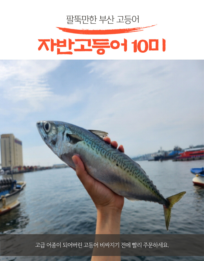 국내산 부산 자반고등어, 대, 3.1-3.7kg, 10마리 상세 이미지 2