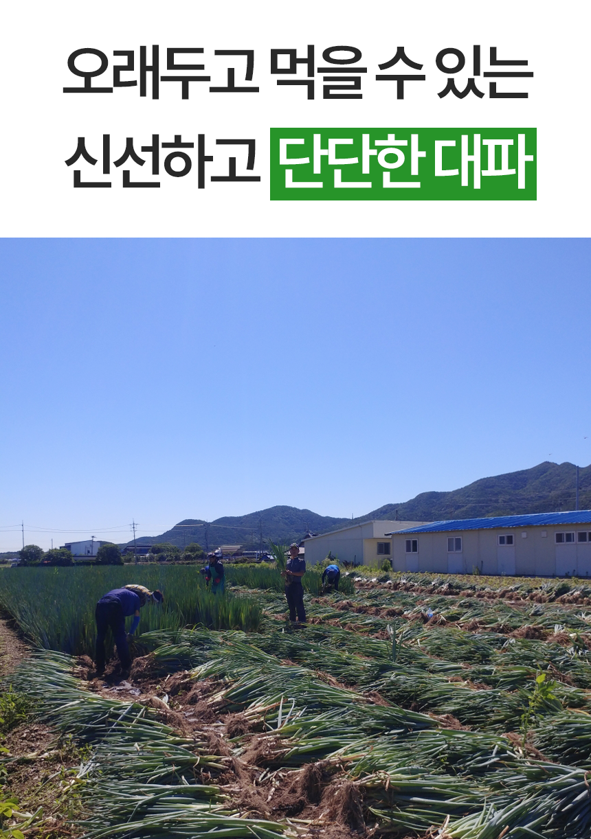산지직송 흙대파 대파, 흙대파 2kg 상세 이미지 1
