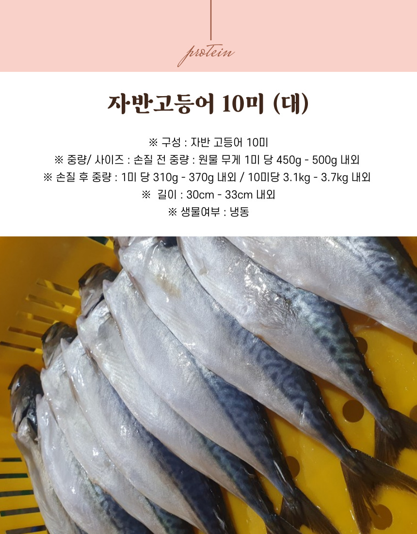 국내산 부산 자반고등어, 대, 3.1-3.7kg, 10마리 상세 이미지 4