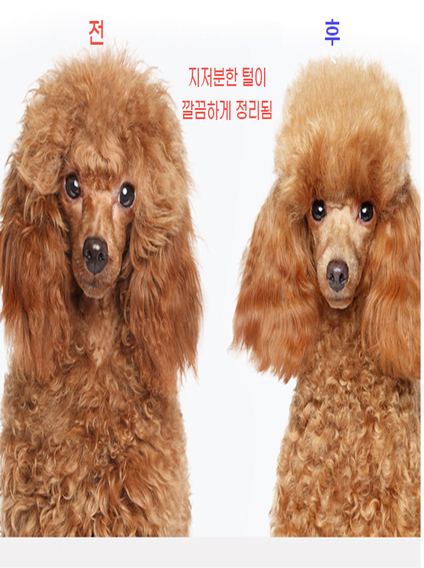 애견 오픈 빗, 블루, 1개 상세 이미지 4