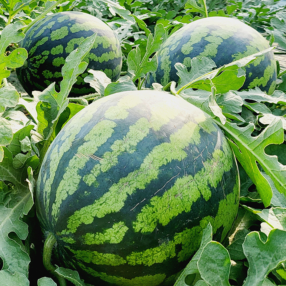 수박, 4kg, 1박스 상품 이미지 2