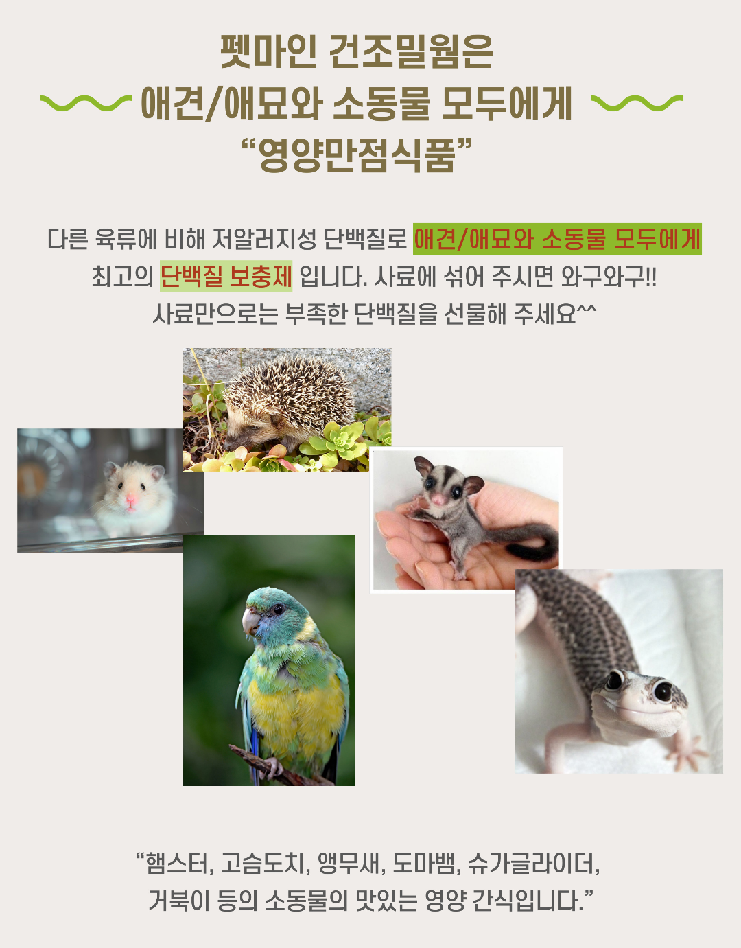 펫마인 건조 밀웜, 햄스터, 고슴도치, 도마뱀, 앵무새, 슈가글라이더, 500g, 1개 상세 이미지 4