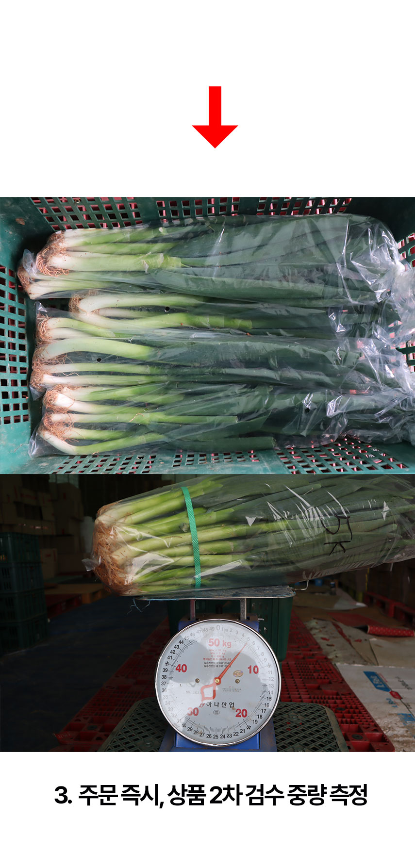 산지직송 흙대파 대파, 흙대파 2kg 상세 이미지 4