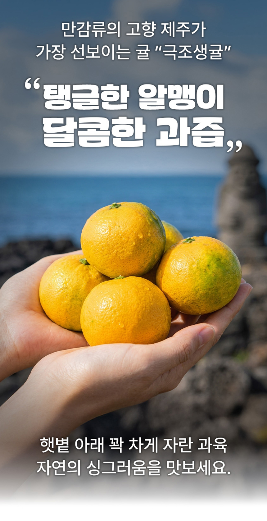 제주 서귀포 노지 감귤 극조생귤, 5kg, 1박스 상세 이미지 4