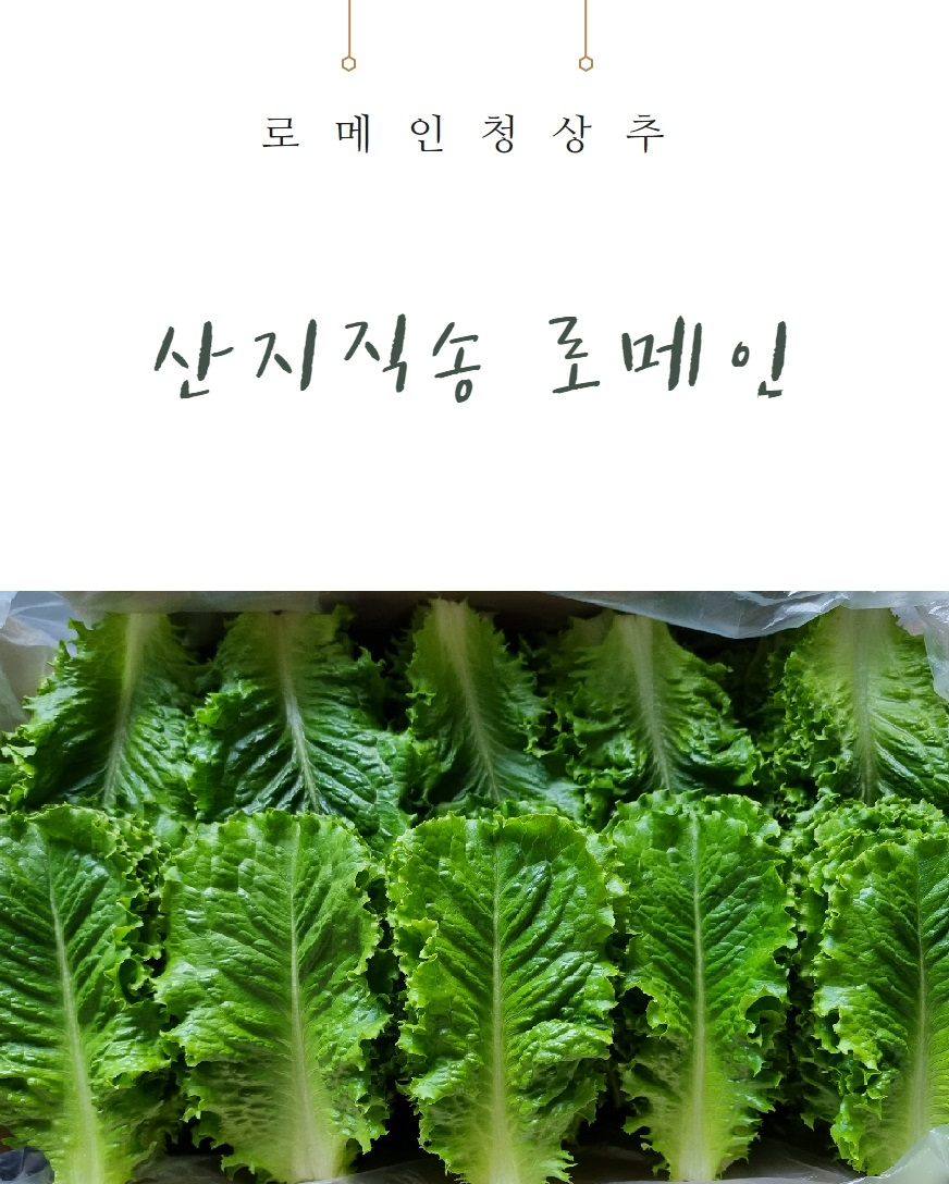 로메인 청상추, 1kg, 1박스 상세 이미지 1