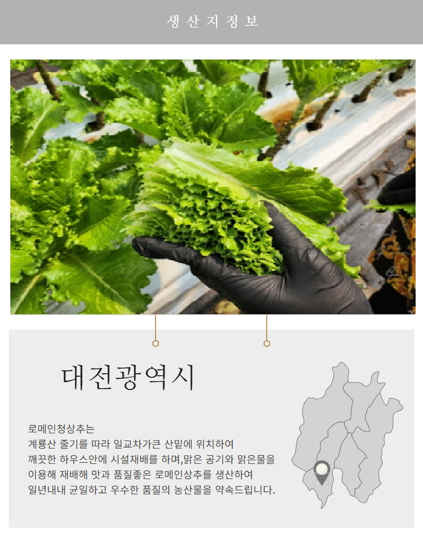 로메인 청상추, 1kg, 1박스 상세 이미지 2