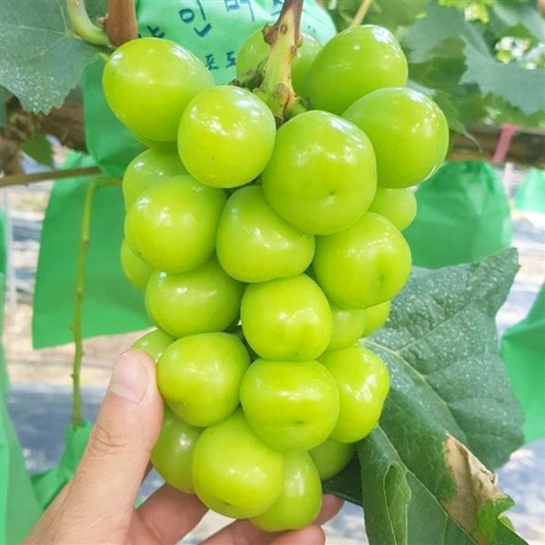 샤인머스켓, 1.5kg, 3송이, 1박스
