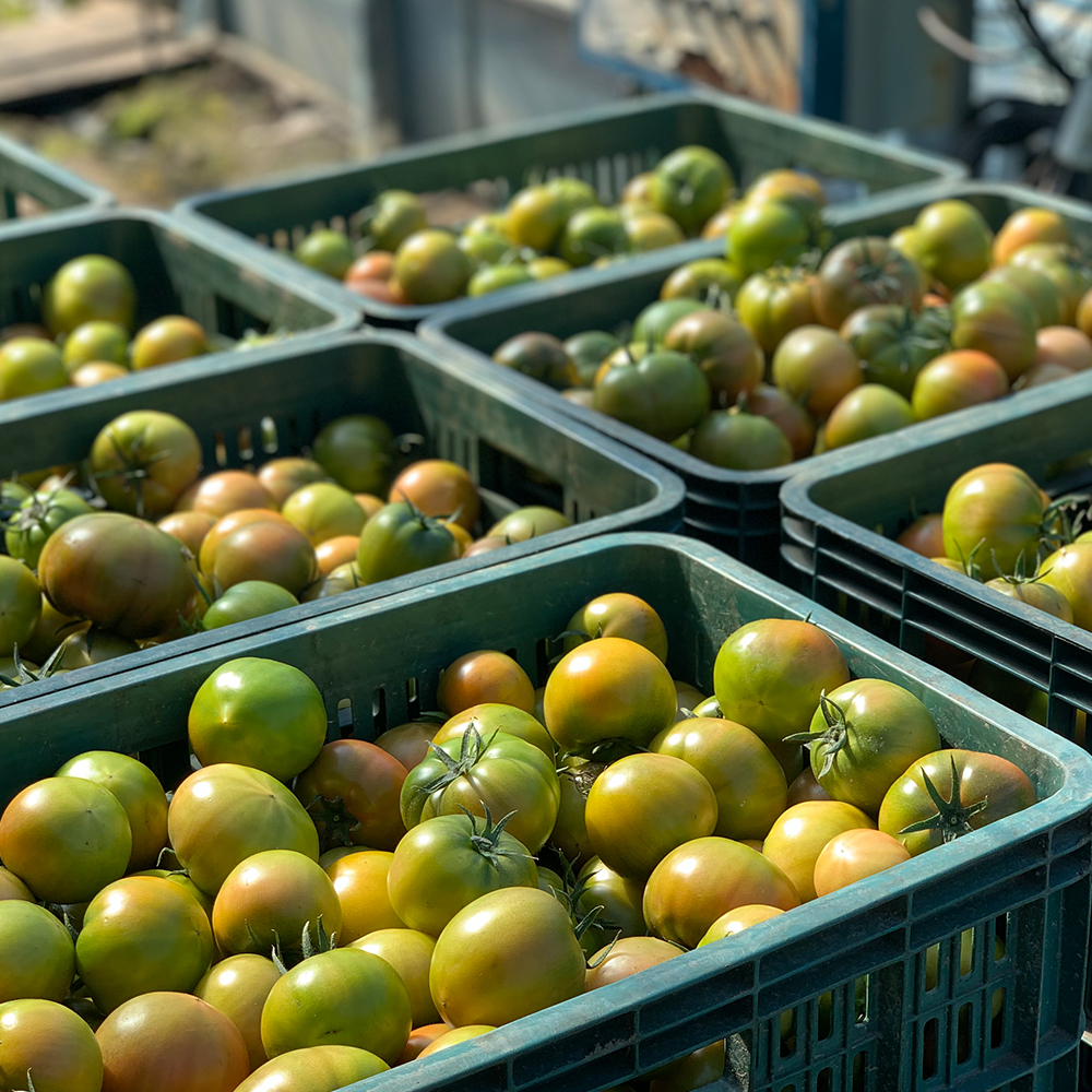 대저 토마토 특품 대과 2.5kg