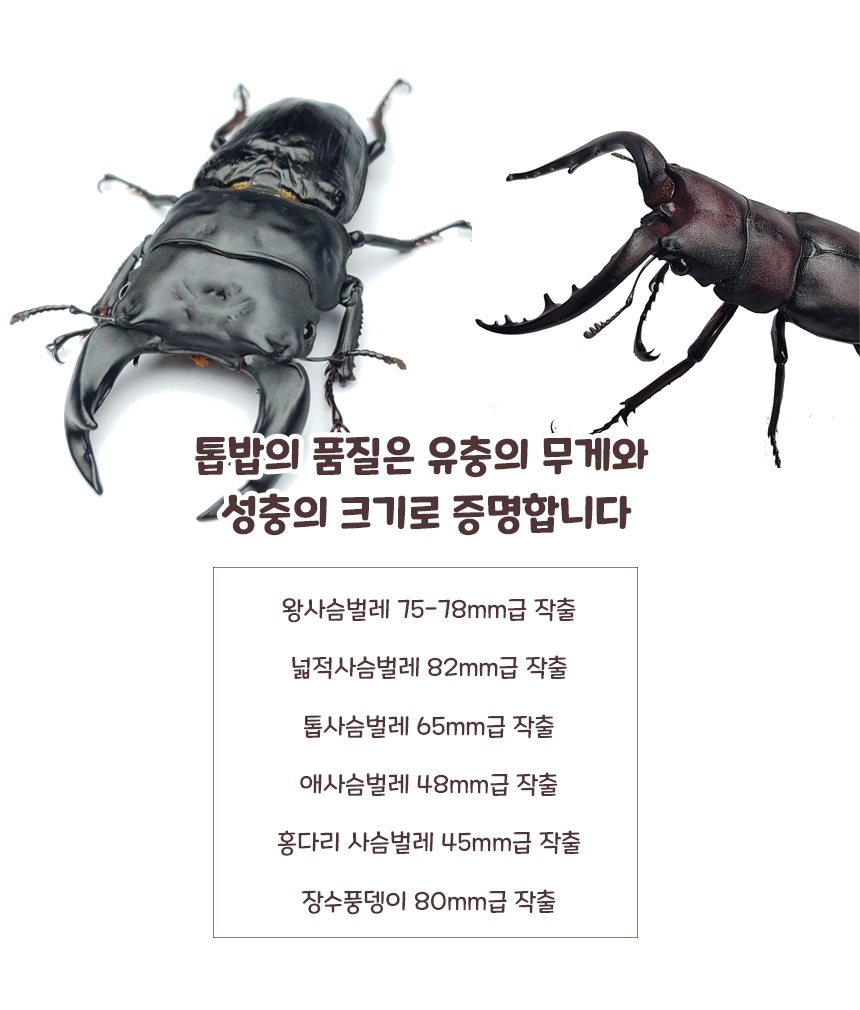 발효톱밥, 사슴벌레, 장수풍뎅이 전용, 프리미엄, 5.5L, 가로 30cm 세로 35cm, 1개 상세 이미지 5