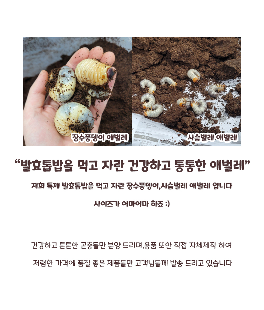 발효톱밥, 사슴벌레, 장수풍뎅이 전용, 프리미엄, 5.5L, 가로 30cm 세로 35cm, 1개 상세 이미지 4