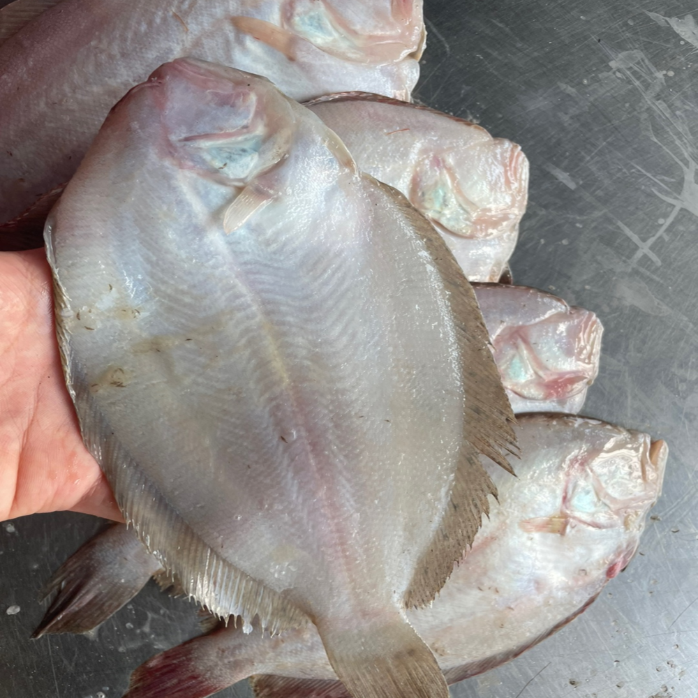 국내산 생물 가자미, 4kg, 1개 상품 이미지 7