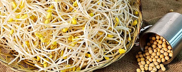 당일 수확 무농약 산소 칼륨 콩나물, 1kg, 1개