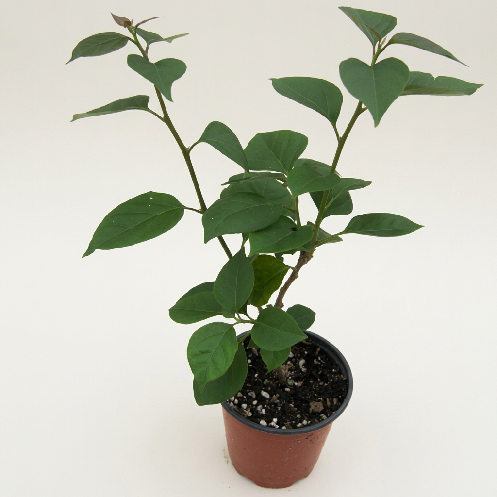 허브여울 부겐베리아 색상랜덤, 지름 9cm, 1개