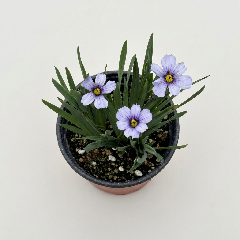 청매화 붓꽃 모종, 9cm 화분, 1개