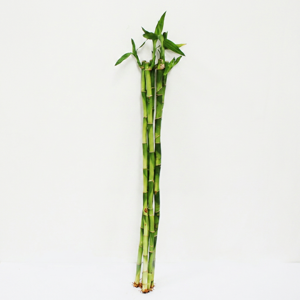 행복한세상 개운죽, 30cm, 5개입