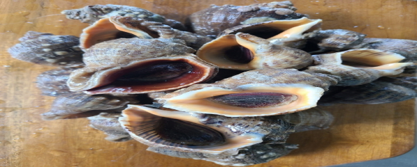 연평 참소라, 1kg, 20~25미 내외, 1개