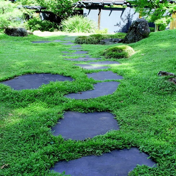 그린카펫 Green Carpet 씨앗, 1000립