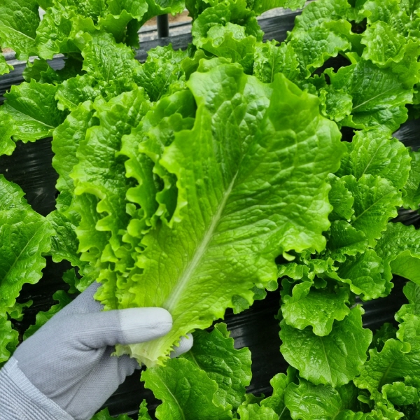 로메인 청상추 1kg