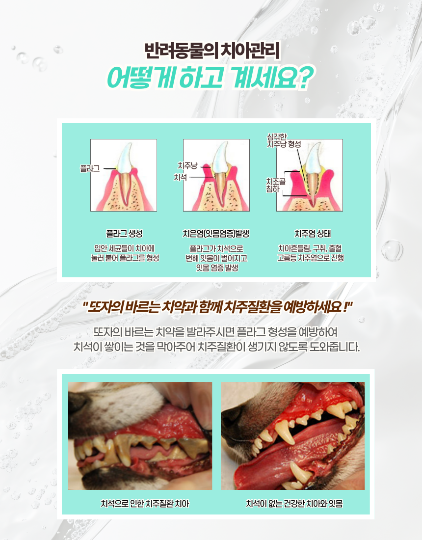 도지아 강아지 고양이 치석제거 바르는 치약, 80g, 1개 상세 이미지 6