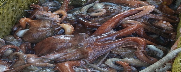 훈씨네 남해산 활문어, 1kg, 1개