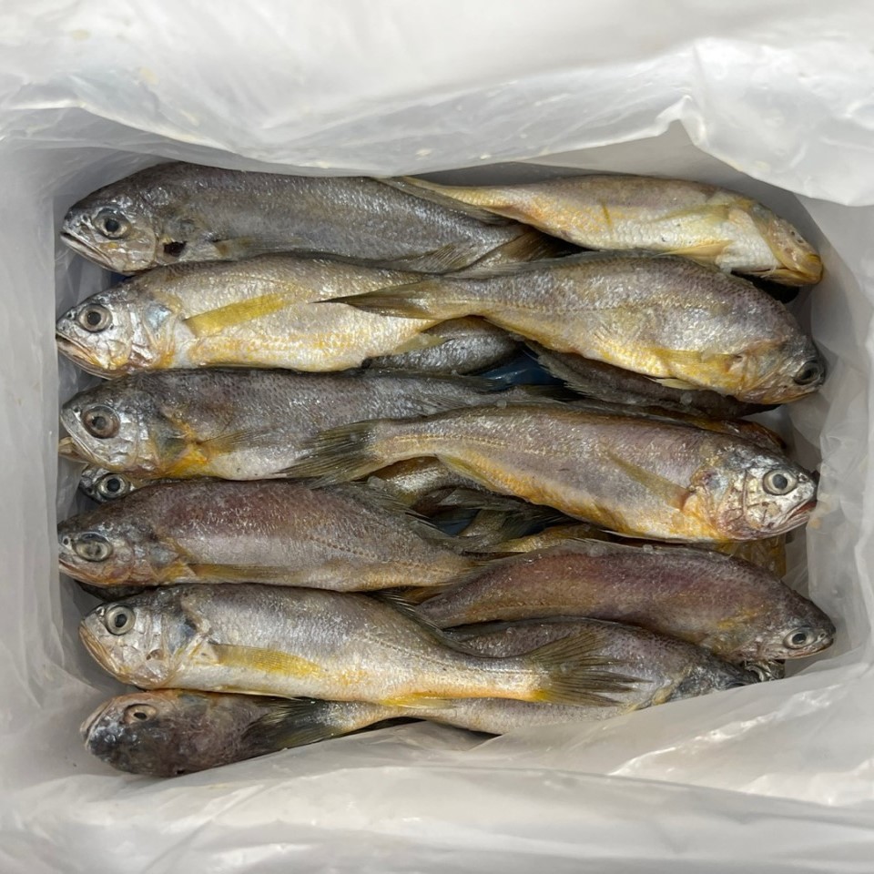 영광 급냉 생 참조기, 1.5kg 내외, 20~25미, 1박스 상품 이미지 1