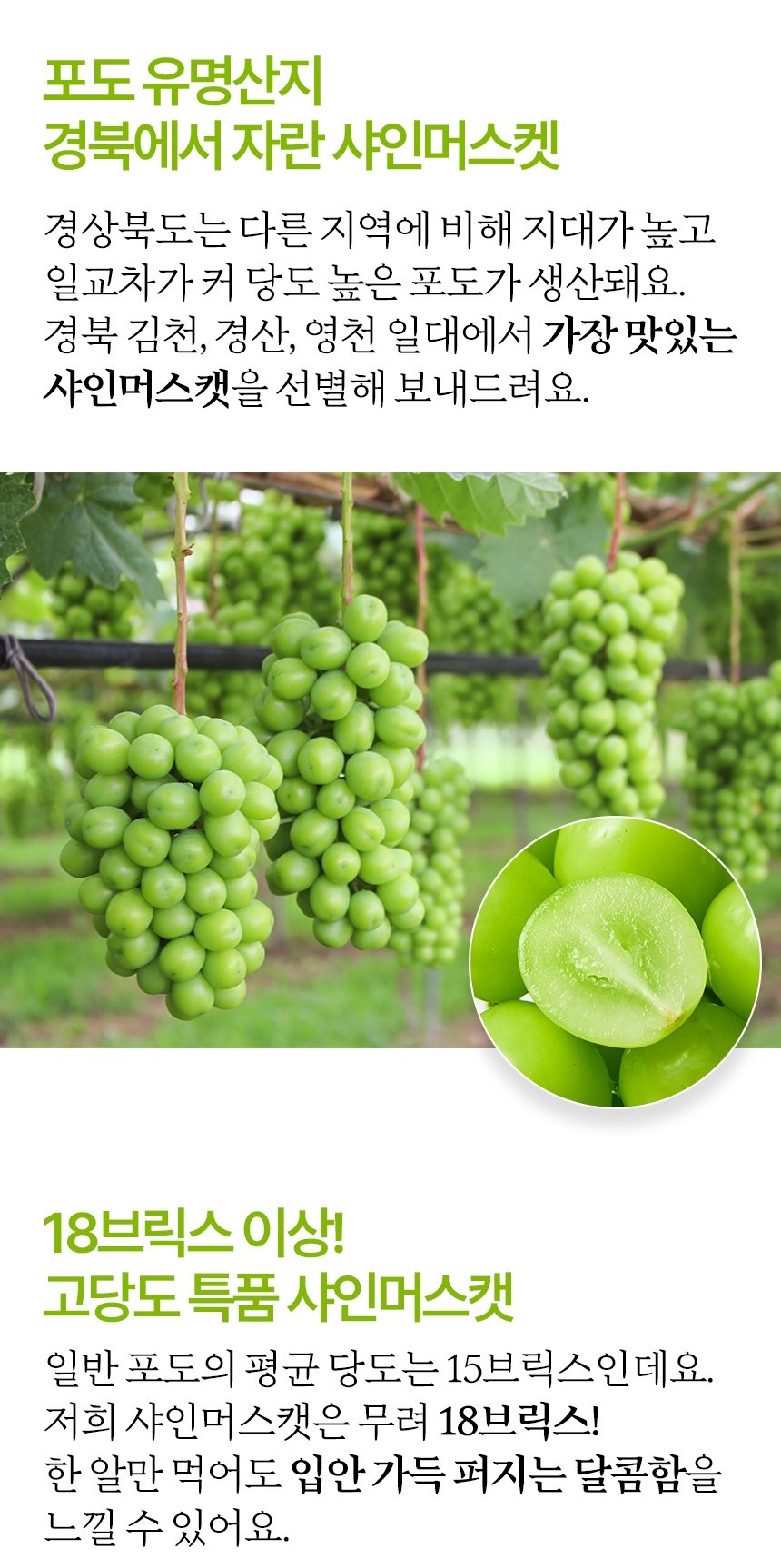 망고포도 샤인머스캣 하우스, 1송이, 450g 내외, 1박스 상세 이미지 5