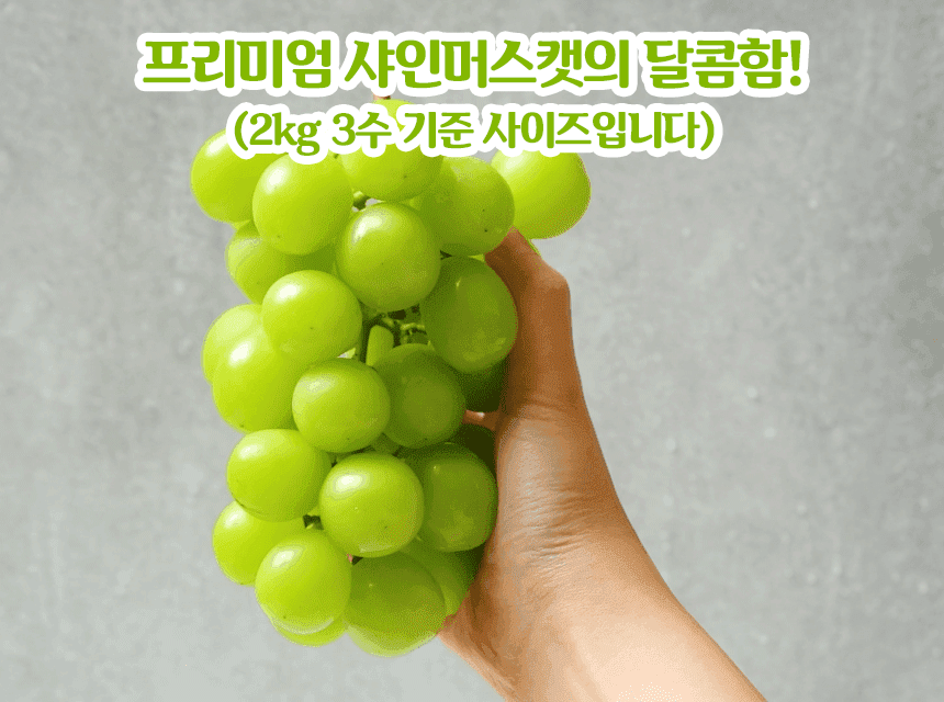 망고포도 샤인머스캣 하우스, 1송이, 450g 내외, 1박스 상세 이미지 2