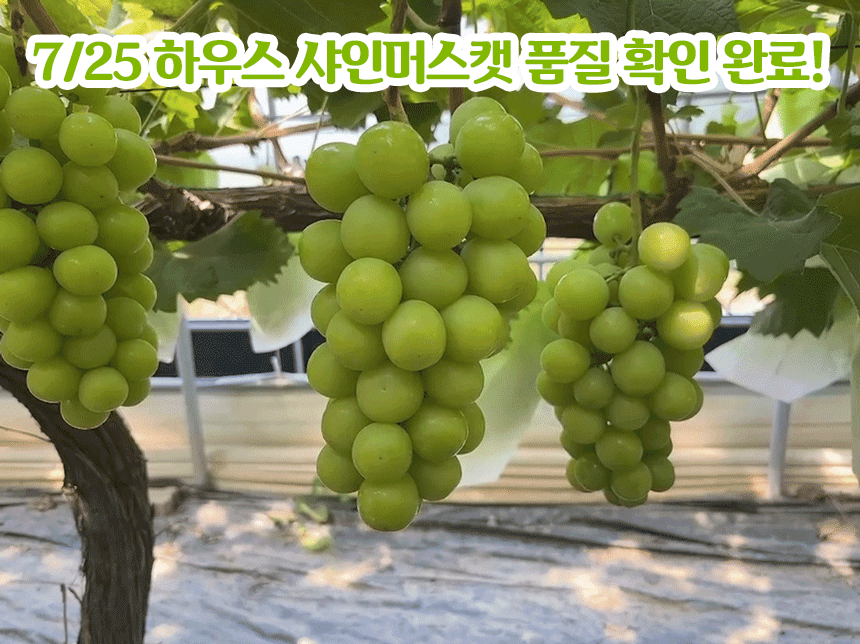 망고포도 샤인머스캣 하우스, 1송이, 450g 내외, 1박스 상세 이미지 1