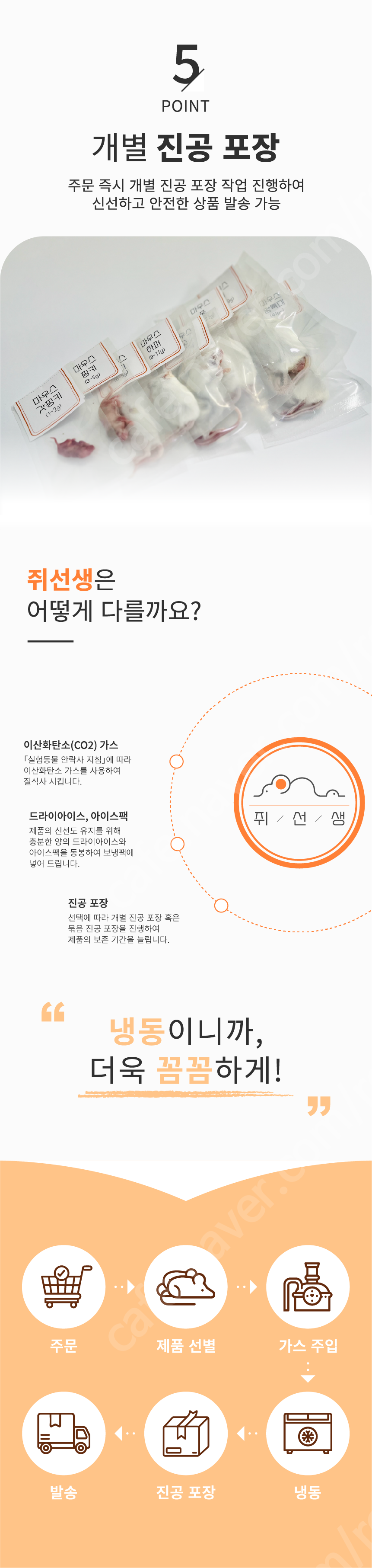 쥐선생 냉동마우스, 하퍼, 10g, 10개, 1개 상세 이미지 5