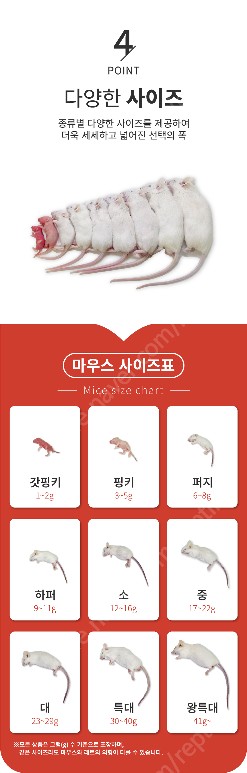 쥐선생 냉동마우스, 2g, 10개입, 1세트 상세 이미지 4