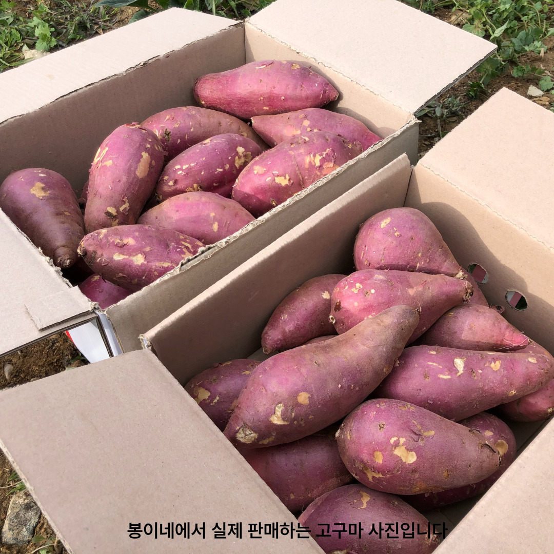 봉이네 햇 해남 베니하루카 고구마, 못난이(랜덤과), 5kg, 1개 상세 이미지 1