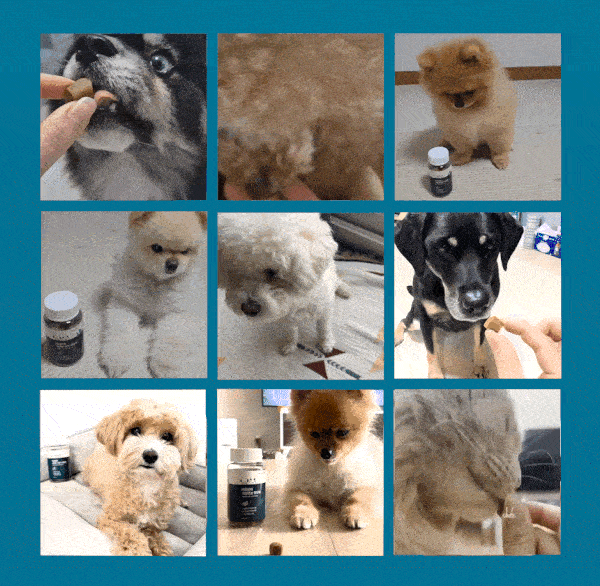 [강아지&고양이] 마음반려 고함량 눈 영양제, 2통, 눈물개선/눈건강, 60개입 상세 이미지 3