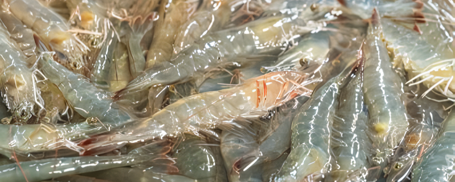 찬바다 신안 활새우, 1kg, 1팩