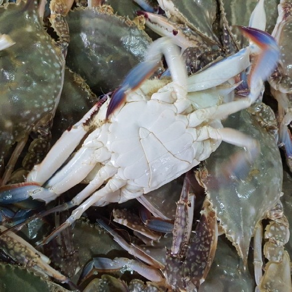 찬바다 국내산 생물 숫꽃게, 1kg, 1세트 토스쇼핑 특가