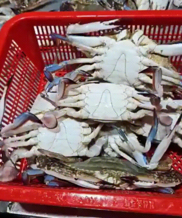 찬바다 국내산 생물 숫꽃게, 1kg, 1세트