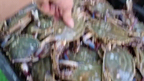 찬바다 국내산 생물 숫꽃게, 1kg, 1세트