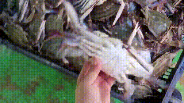 찬바다 국내산 생물 숫꽃게, 1kg, 1세트