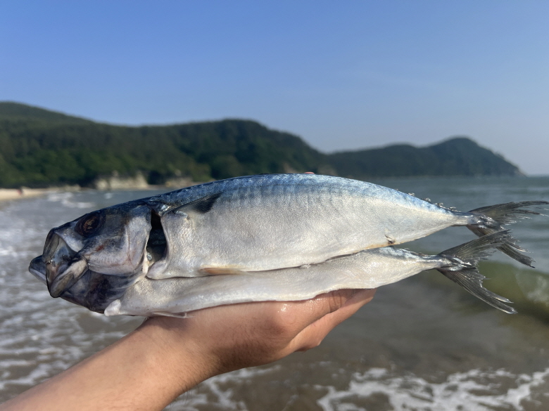 국내산 중사이즈 자반 고등어, 10마리, 2.8kg 내외, 1세트