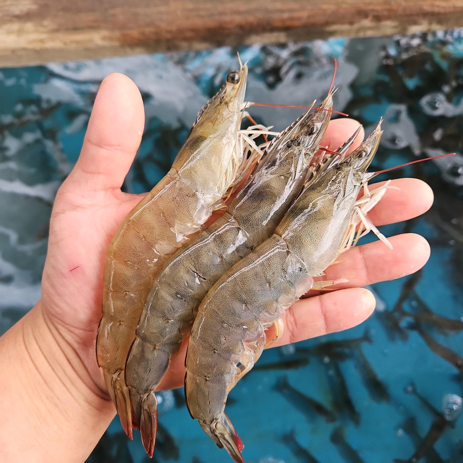 수산특공대 활 흰다리새우, 500g, 17-20미 내외, 1개 상세 이미지 2