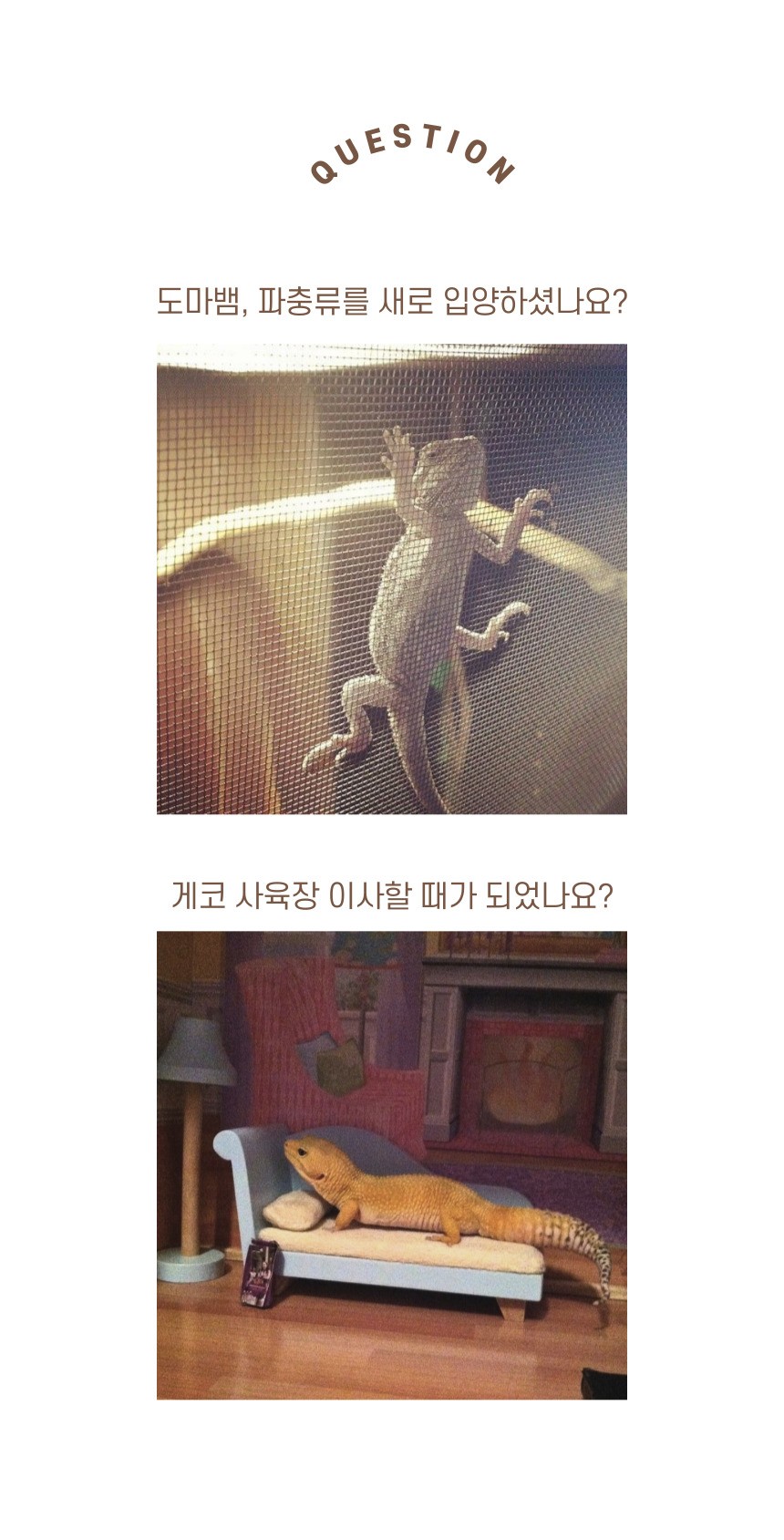 블로메 게코 도마뱀 사육장 세트, 크림 화이트, 1세트 상세 이미지 3