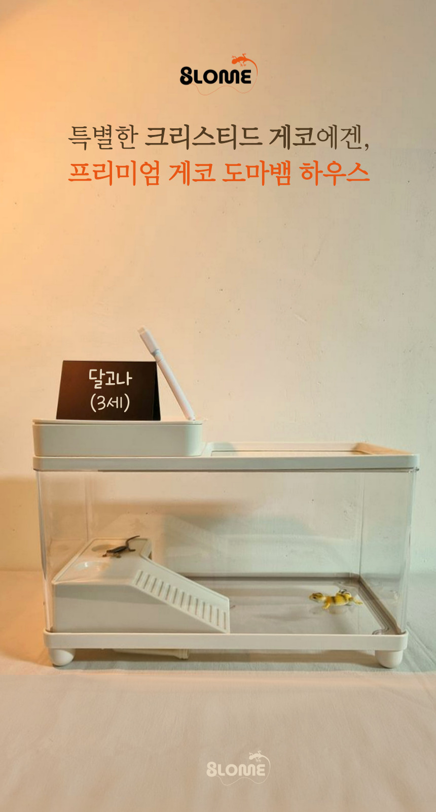 블로메 게코 도마뱀 사육장 세트, 크림 화이트, 1세트 상세 이미지 2