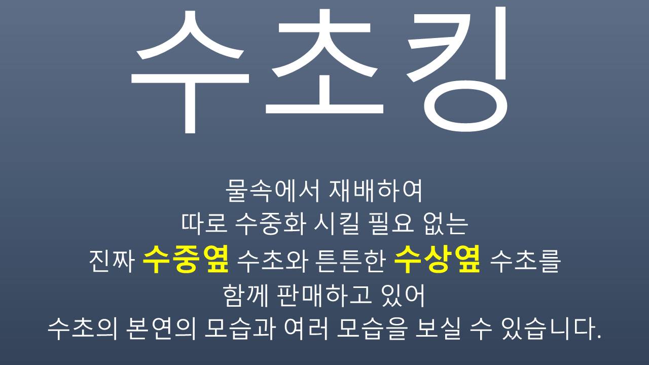 수초킹 여과재 포트수초 랜덤, 2개 상세 이미지 1