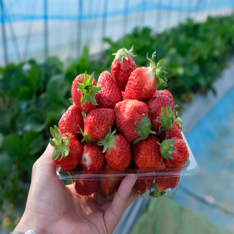 설향 딸기 350g 2팩