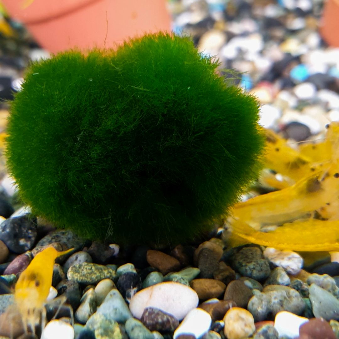 수초킹 모스볼, 약3cm, 1개 상세 이미지 2