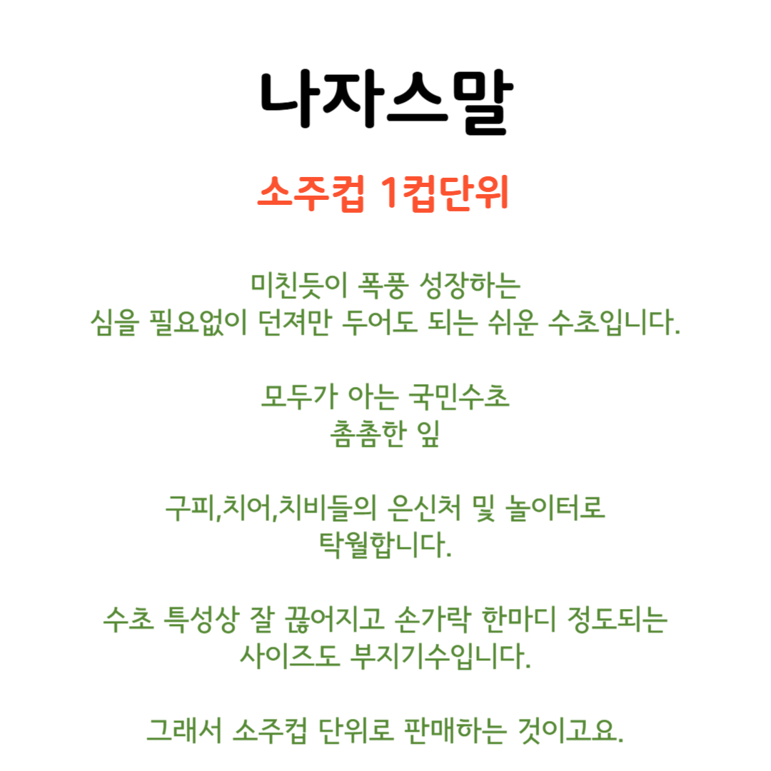 수초킹 나자스말, 1컵, 1개 상세 이미지 3